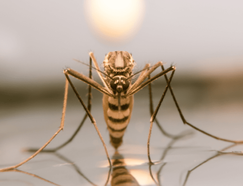 Are Mosquitoes Dangerous?