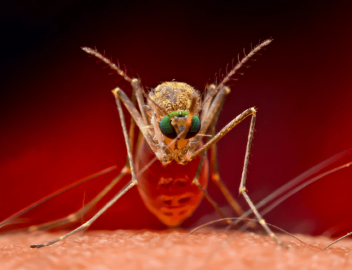 What Is The Zika Virus?