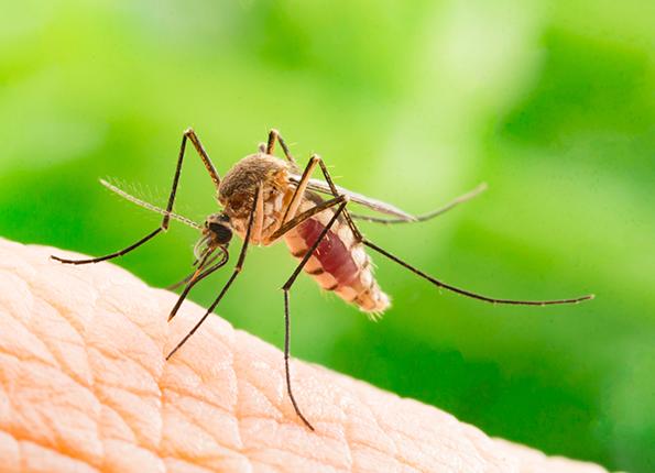 Mosquito Dangers Have Changed